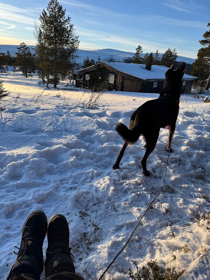 Sorte støvler hviler på snødekt bakke mens en svart hund står i bånd og ser mot en hytte omgitt av trær under en blå himmel.