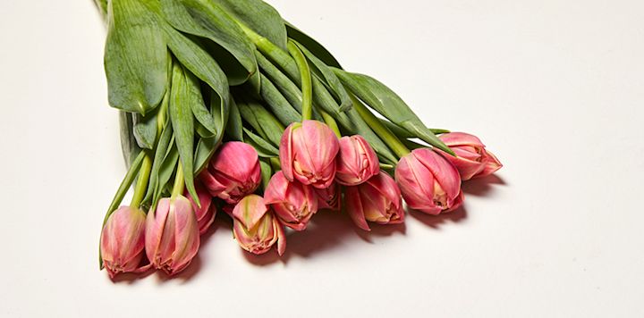 En bukett med rosa tulpaner ligger på en ljus yta med gröna blad utspridda runt blommorna.
