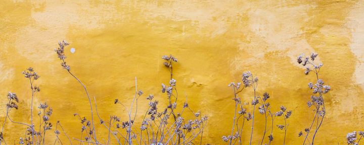 Tørre, tynne blomsterstengler med små blomster står foran en gul, værbitt vegg.