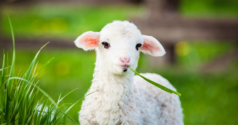 Vitt lamm äter ett gräsblad i en grön äng med oskarp bakgrund.